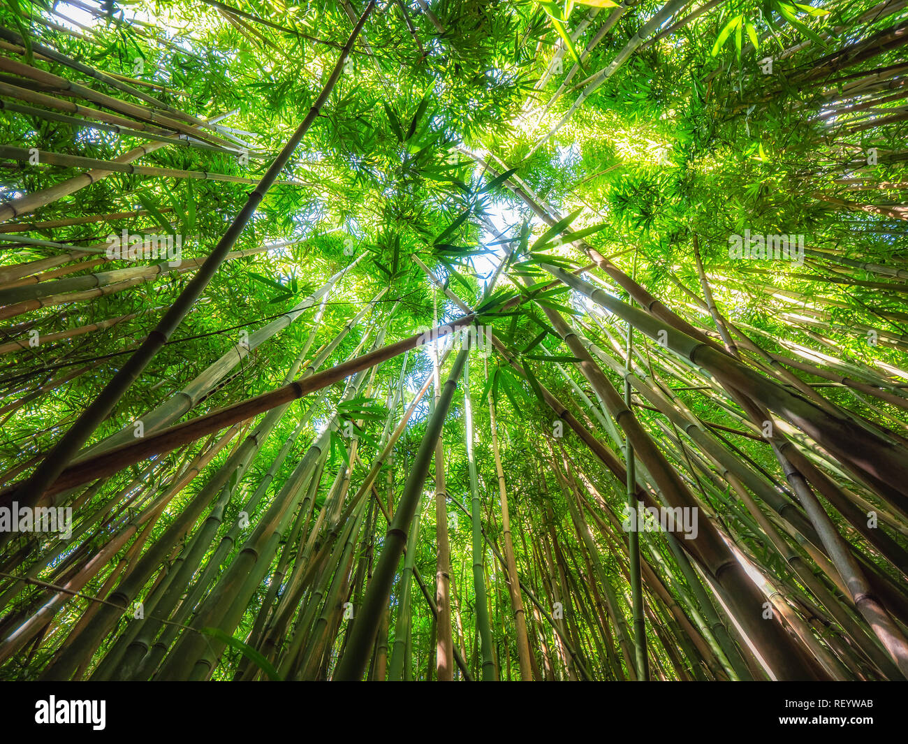 Il y a une vraiment cool le long de la forêt de bambou Pipiwai Trail sur la façon de l'Waimoku Falls sur l'île de Maui, Hawaii. À la recherche jusqu'au bamboo comme cela donne Banque D'Images Il y a une vraiment cool le long de la forêt de bambou Pipiwai Trail sur la façon de l'Waimoku Falls sur l'île de Maui, Hawaii. À la recherche jusqu'au bamboo comme cela donne Banque D'Images