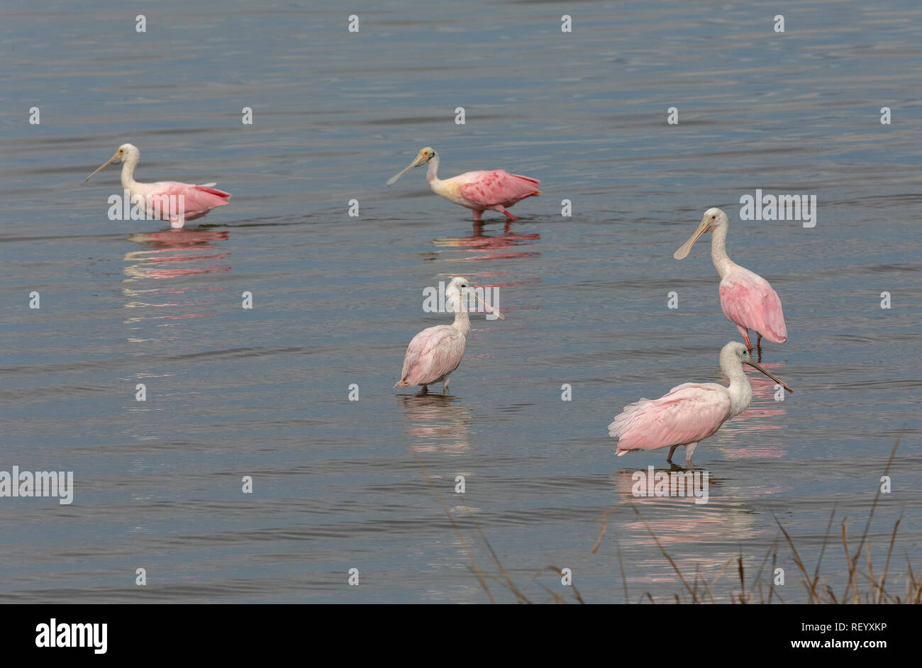 Groupe d'Roseate spoonbill, Platalea ajaja, d'alimentation en lagoon en hiver, au Texas. Banque D'Images