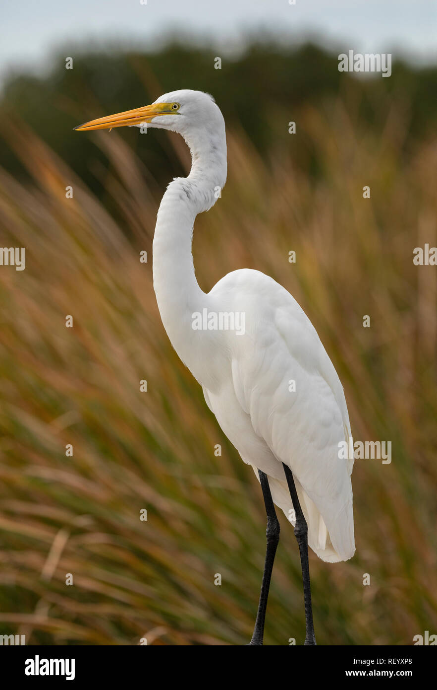 Grande aigrette Ardea alba, perché en roselière, Texas. Banque D'Images