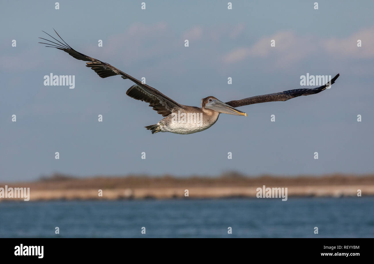 Pélican brun Pelecanus occidentalis,, en vol, la côte du Texas. Banque D'Images