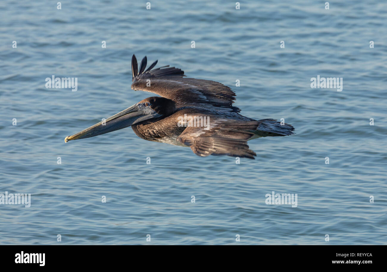 Pélican brun Pelecanus occidentalis,, en vol, la côte du Texas. Banque D'Images