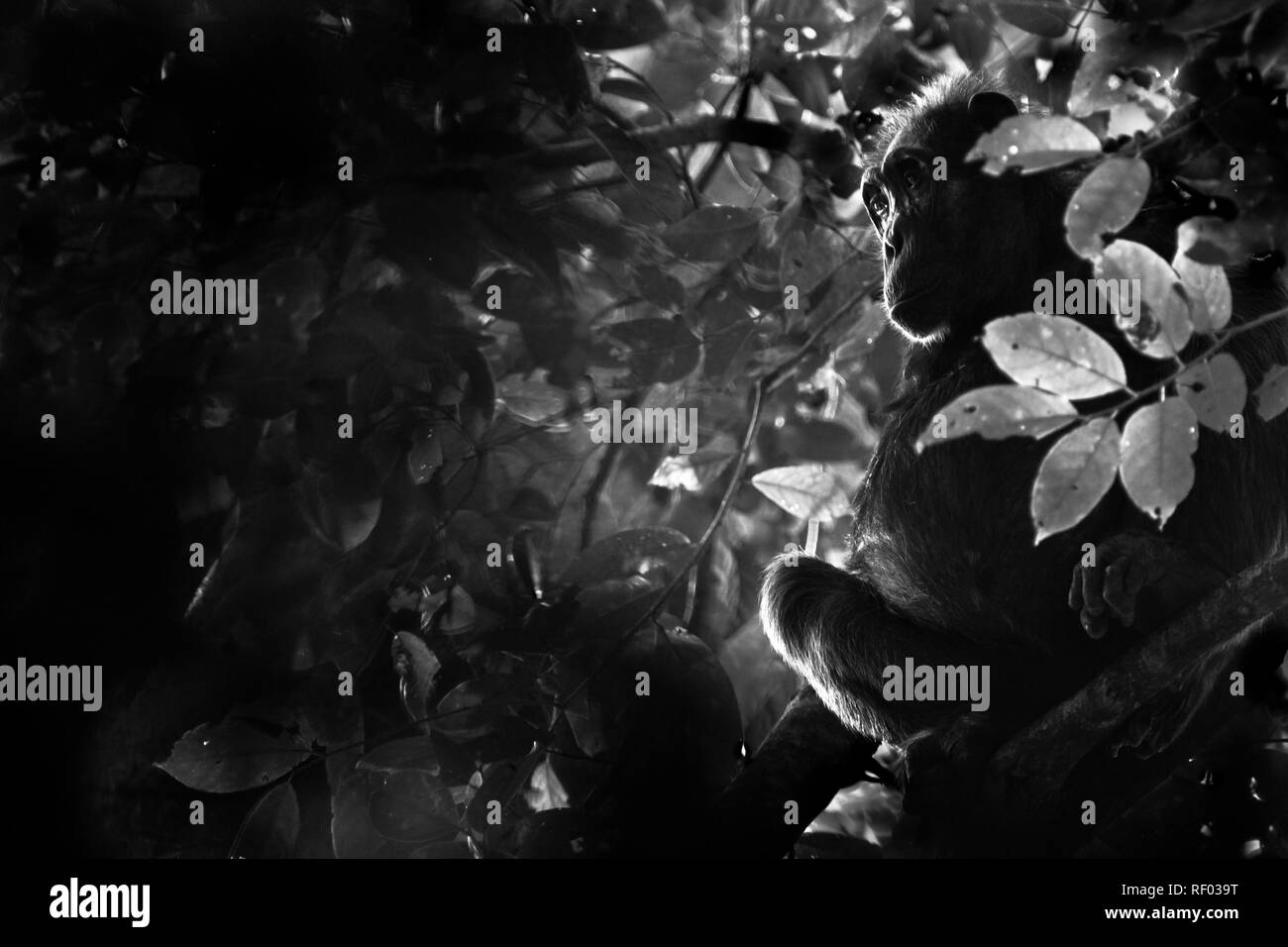 Budongo Forest sur le périmètre de Murchison Falls National Park, en Ouganda, est un chimpanzé et d'observation populaires destination trekking en Ouganda. Banque D'Images