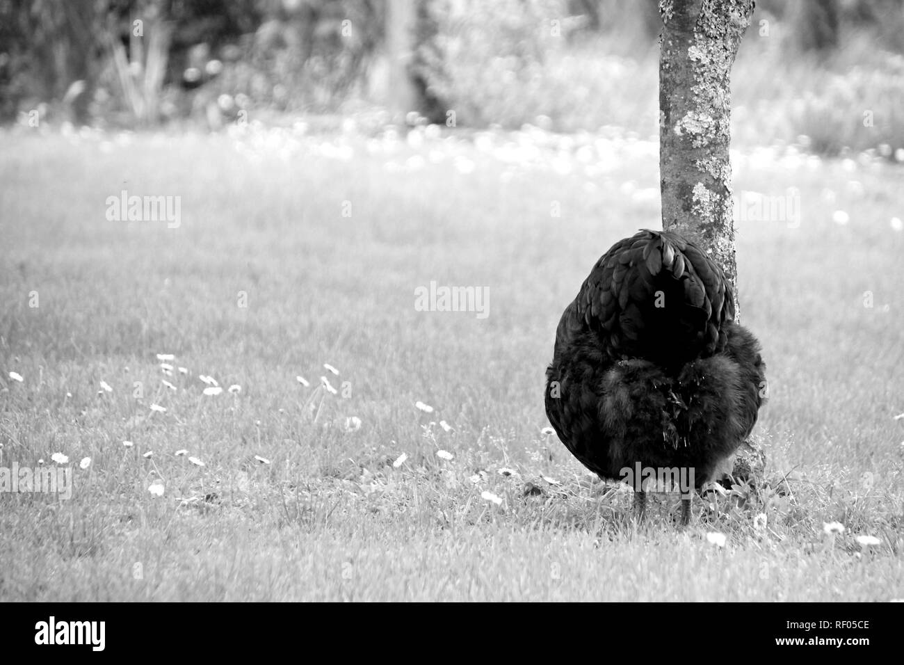 Poule au grand air dans un jardin. Photo en noir et blanc. Banque D'Images