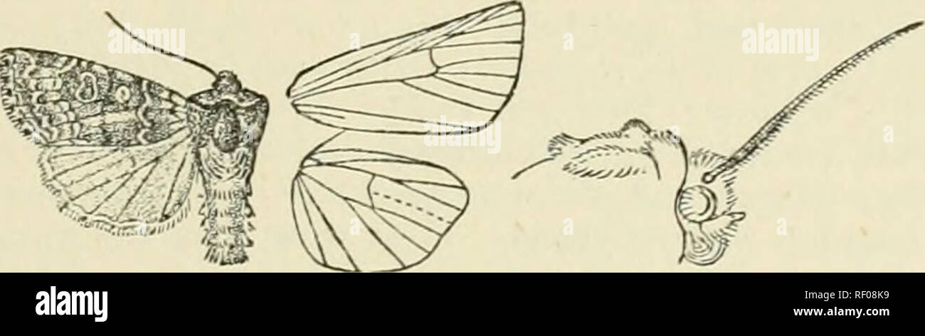 . Catalogue des Lepidoptera Phalaenae au British Museum. Les mites. LlTIIOLOJilA. 22311 à partir de la bobine. Aile postérieure avec nervures 'A. 4 cellule infrarouge pétiolées (ironi ; ;") IVoin discocellulars obsolètes de milieu ; 6, 7 ; 8 harcelées centrées sur la cellule près de la base onl}'. A. Gray tliickly irrorated aile antérieure avec fuscous ; aile postérieure avec les cils brun teinté d'najJesa. B. aile antérieure gi-ey-irrorated fuscons légèrement blanc avec ; aile postérieure avec la filiale en dunhari cils blancs, 2370. Litholomia napaea. Scapelognma napcea, Morr. Proc. Bost. Soc. N. II. xvii. p. 152 (1874) ; Grote, Can. Ent. vii. p. 20.i Banque D'Images