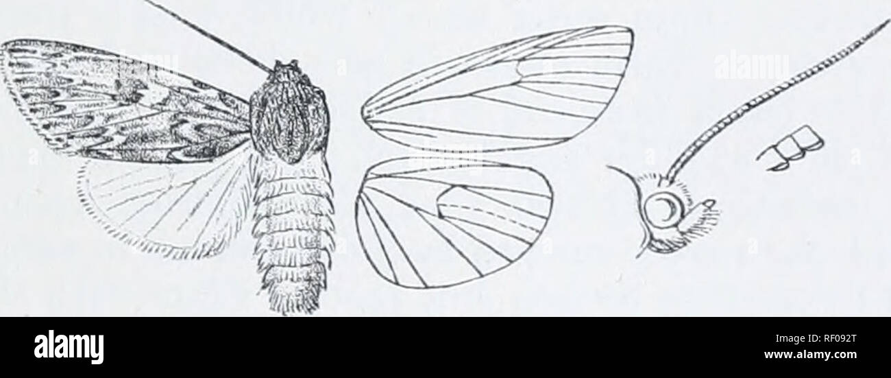 . Catalogue des Lepidoptera Phalaenae au British Museum. Les mites. EULONCIIK. 1G3 A. Forp toniiiiial^ avec win série de petits sjiots noir. a. Foiv Willi,' au rez-de-coloiir witii la tout en ohiinita. b. Aile antérieure avec le groiinil coloiir yellowisli-arioch. B. aile antérieure wiilioiit la borne série de taches noires. a. Aile antérieure d'un blanc bleuâtre witii fuscous irrorated lanceolaria. h. Aile antérieure légèrement brun-noir avec irrorated insolUa... blanc. 3758. Eulonche oblinita. Phalcena ohlinifa, Smith &AMP ; Abbot, Ins. La Géorgie, ii. p. 187, |)1. 01 (1707) ; Smith &AMP ; Dyar, Pr. U.S Nat. Mus. xsi. p. l(je !), p Banque D'Images