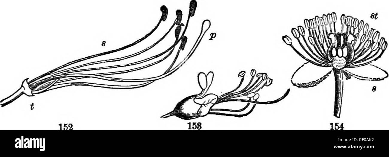 . Feuilles et fleurs : ou, des leçons de botanique avec une flore : préparé pour les débutants dans les écoles et les écoles publiques . La botanique. F %g. 150. Tiger Lily. Fig.b. La fleur (élargi) de Dodecatheon : un pistil, ; je, que les anthères ; c, filaments ; /", pétales. 99. Sommes-nous sur cette photo de la Lys (Fig. 150), ou à une véritable fleur. Les organes svelte a marqué un, 5, c, sont les organes essentiels dont nous parlons ; et vous voyez tout de suite qu'il y a deux sortes d'entre eux. Ceux qui se situent dans la rangée extérieure suivant pour les pétales sont les étamines.. Fig. 152. Ehododendron ; seul le torus si), les cinq étamines Banque D'Images