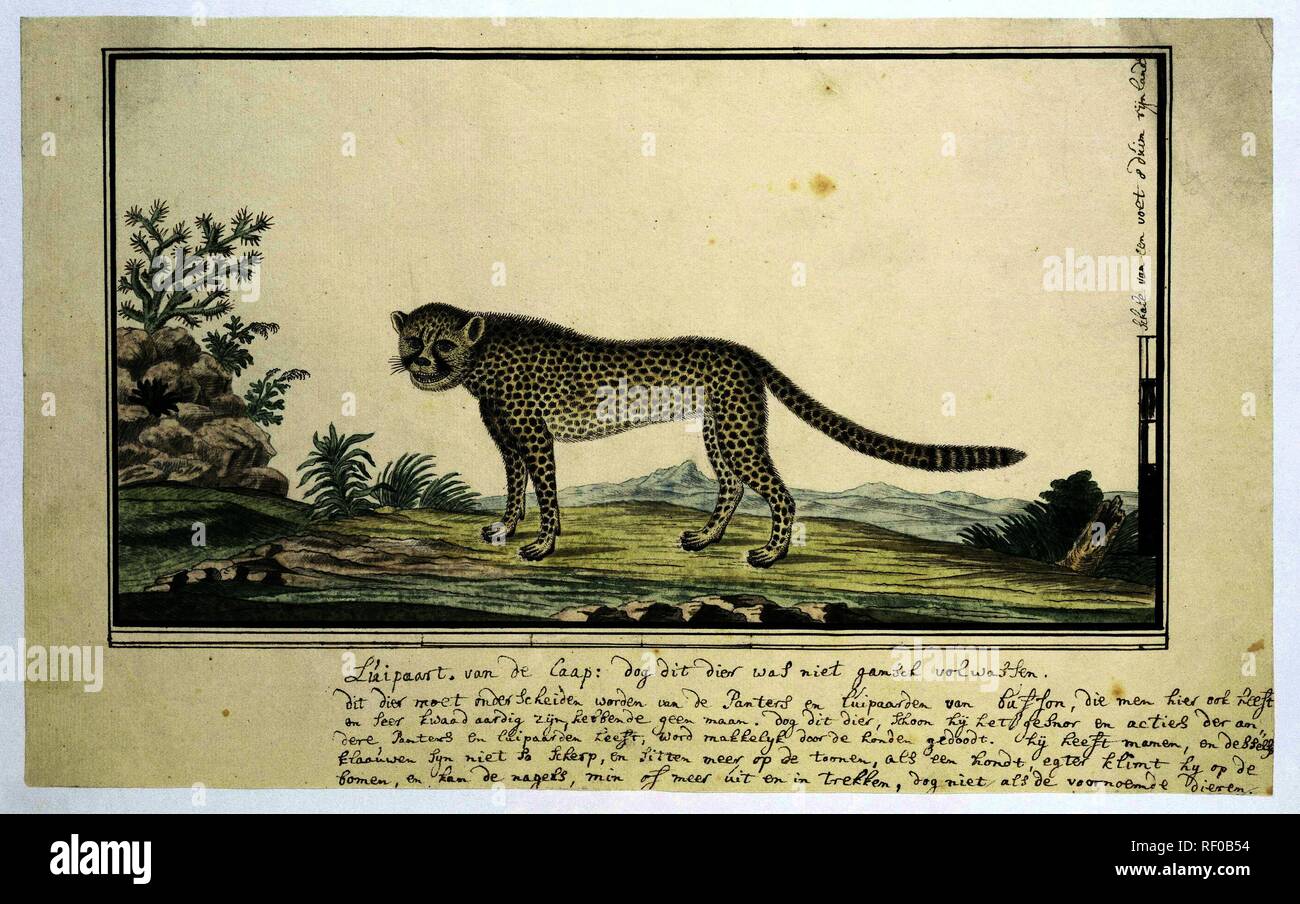 Guépard (Acinonyx jubatus). Rapporteur pour avis : Robert Gordon Jacob. Dating : Oct-1777 - Mar-1786. Dimensions : H 660 mm × W 480 mm ; h 262 mm × W 422 mm h 189 mm ; × W 350 mm. Musée : Rijksmuseum, Amsterdam. Banque D'Images