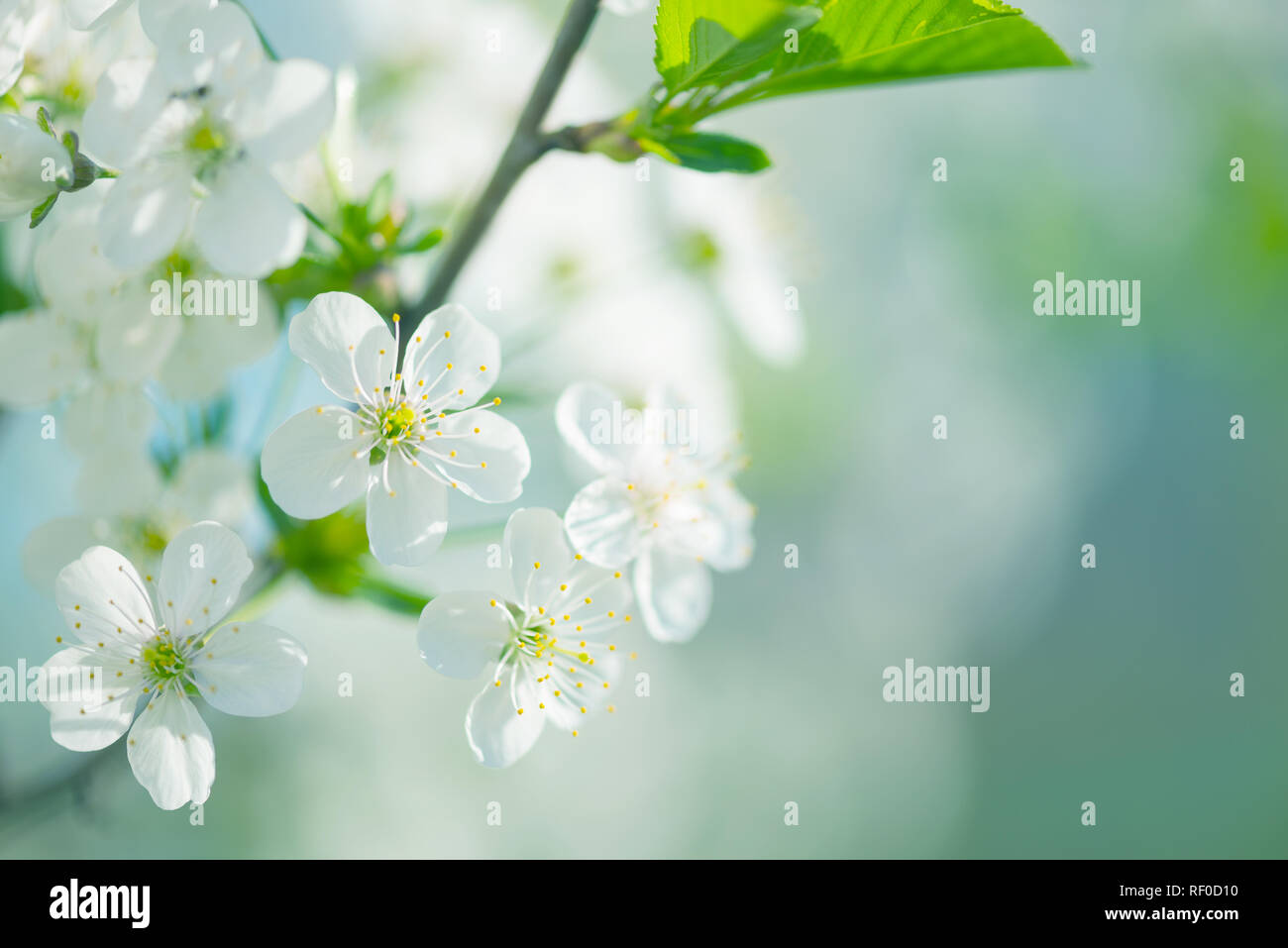 Beau printemps branches de fleurs de cerisier blanc contre fond bleu du ciel Banque D'Images