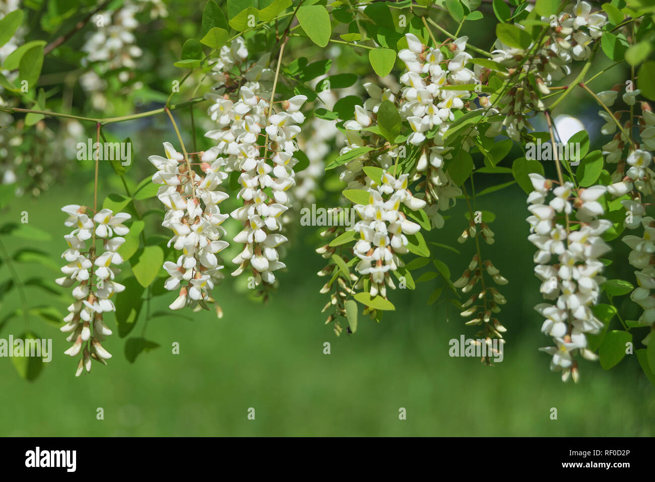 Les grappes parfumées de fleurs d'acacia blanc contre le décor de feuillage vert au printemps park Banque D'Images