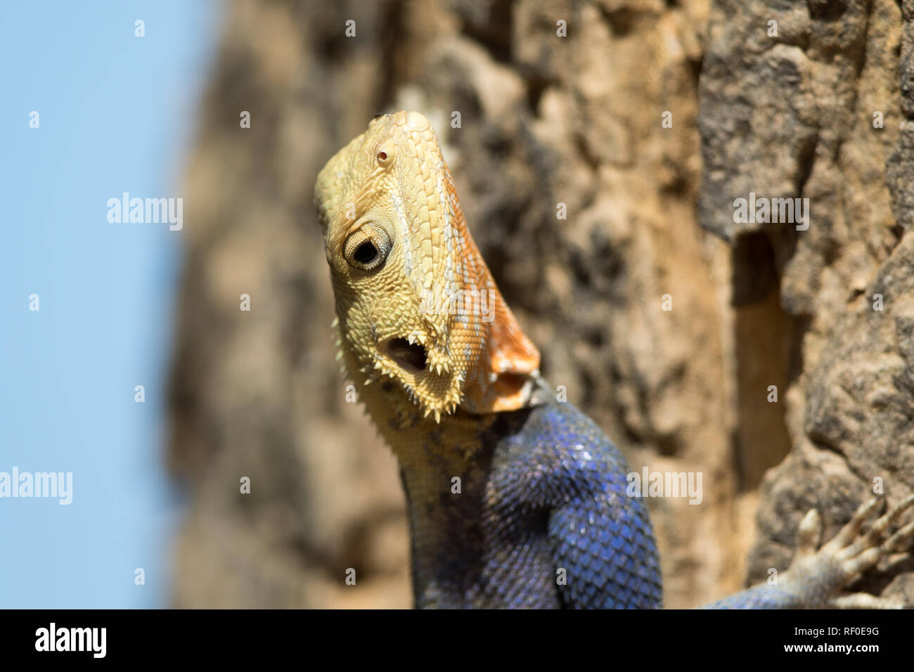 Agama agama Agama (Lézard) Banque D'Images