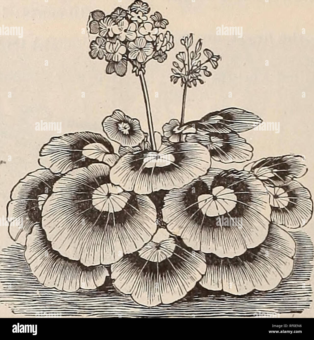 Catalogue Des Plantes Printemps 1889 De Lohio De