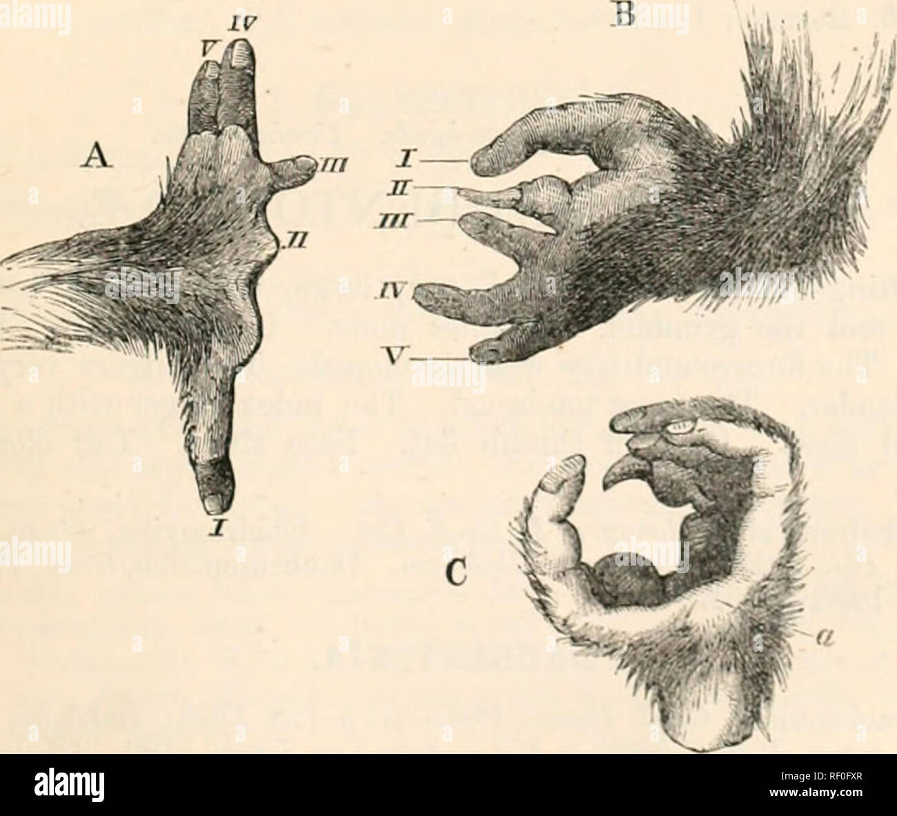 . Catalogue des singes, lémuriens, et des fruits et les chauves-souris dans le ... Musée. Arctocebus calabarensis. Huxley (Arctocebus calabarensis.). Pevodicticus calabarensis, Smith, j'rve. Le foin. J'Jii/g. Soc. Ediiib. 18, paragraphe 10, p. 172, f. 1,2 (mains), f. 3, 4 (tête). Arctocebus calabarensis. Gray, P. Z. S. 1803, p. 150 ; Ifu.iley, P. Z. S. 18G4, pp. 321, 335. ffah. L'Afrique de l'Ouest : Old Calabar. Fio-. 20.. CaUibaroisis Arctocebus. (Huxley.) A. main gauche : B et C, pied gauche.. Veuillez noter que ces images sont extraites de la page numérisée des images qui peuvent avoir été retouchées numériquement pour plus de lisibilité - coloration et l'appe Banque D'Images