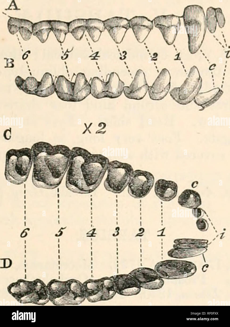 . Catalogue des singes, lémuriens, et des fruits et les chauves-souris dans le ... Musée. 15. AlU'TOCEBTTS. J'io-. 10. 95. Arctocebus calabarensis. Huxley (Arctocebus calabarensis.). Pevodicticus calabarensis, Smith, j'rve. Le foin. J'Jii/g. Soc. Ediiib. 18, paragraphe 10, p. 172, f. 1,2 (mains), f. 3, 4 (tête). Arctocebus calabarensis. Gray, P. Z. S. 1803, p. 150 ; Ifu.iley, P. Z. S. 18G4, pp. 321, 335. ffah. L'Afrique de l'Ouest : Old Calabar. Fio-. 20.. Veuillez noter que ces images sont extraites de la page numérisée des images qui peuvent avoir été retouchées numériquement pour plus de lisibilité - coloration et l'aspect de ces illustrations ne peut pas Banque D'Images