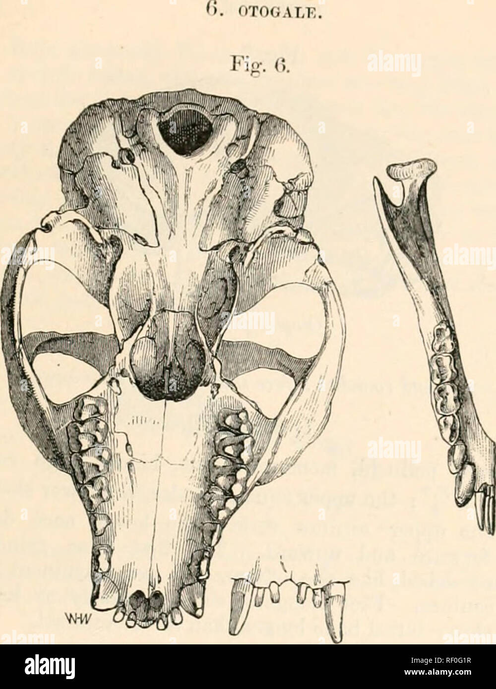 . Catalogue des singes, lémuriens, et des fruits et les chauves-souris dans le ... Musée. . Galaf 81/o Montcin. (Mivart.) tête courte, large ; face courte, conique ; ci/es Umjc. Euoticus. 4. Otogale pallida. B. M. fourrure gris pâle M-hitish en dessous, avec un rond point blanc sur la su e via le axiUa, et de l'aine ; queue très longue, cylindriJal neaHv encore moitié moins longue que le corps et la tête. ' ^ Otogale pallida, Gray, P. Z. S. 1803, p. 140, t. 19. J'ar. La pointe de la queue blanche. Otolicnus ChaiUu apicalis I)u, voyages, p. 471 ; Boston Joum. 18G1, P ;'-/' ; 'i" '^^^''â' o^^li''^ ^antulus â ?LF, Leeontc, J'roc. Acad. X S. Phi Banque D'Images