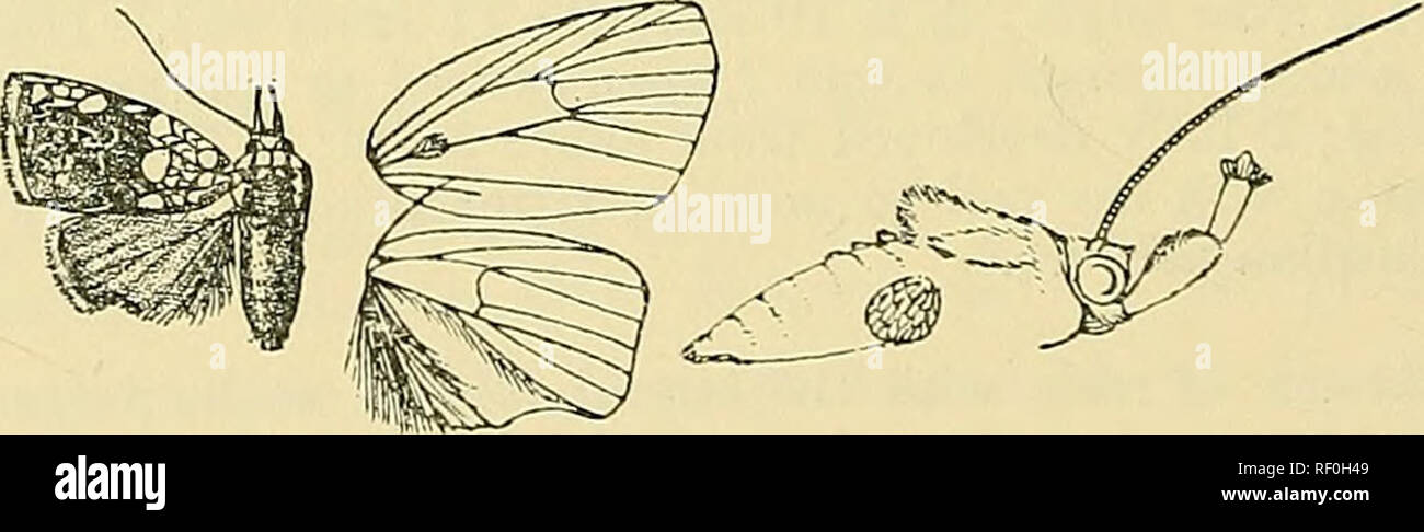 . Catalogue des Lépidoptères… PhalÃ nÃ¦ au British Museum. Les mites. 470 UOCTCID-E. taches blanches ; tliorax rc-d-browii mélangé avec crimson et jaune ; le coeur et les jambes, l'avant-tibias blanc jaune ; abdomen blanc, le Crest basale jaune et rouge. Avec l'aile Eore zone costale jaune, la surface terrière imprégné de jaune et pourpre avec une bordure brun-violet ci-dessous costa et d'un grand losange ante- médicale patch blanc argenté s'étendant de nervure sous-costale de marge intérieure, bordée à l'extérieur par un crimson lino avec une ligne jaune oblique au-delà de la zone côtière à nervure médiane Banque D'Images