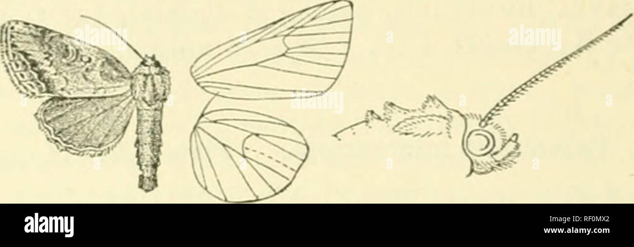 . Catalogue des Lepidoptera Phalaenae au British Museum. Les mites. NOCTCID^^' 27. 4673. Calamistis. siibmarginalis Submarginalis Ichlhi/ura. Ilmpsii. 111. Het. B. M. viii. p. BO, pi. HI. f. 5 (1891) ; d. Mo'hs Iiid. ii. p. 285. $. Tête et thorax Avith mixte blanchâtre ; rouge-brun brun foncé palpi, abdomen gris-brun. Aile antérieure ocre parsemées dans irroratcd avec blanchâtre et brun-rouge, la zone côtière de base, zone médiane obliquement du fr sta pour subraedian le pliage et la zone terminale, sauf à l'apex nimbé de brun foncé ; les traces d'un GSN noirâtre- ligne de base à pli costal submédians, et d'une ante Banque D'Images