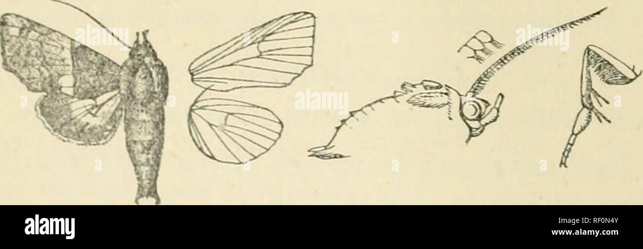 . Catalogue des Lepidoptera Phalaenae au British Museum. Supplément. Les mites. 53 XOCTUID-E. J'ore wirip avec la surface terrière "jaunâtre avec de petits roux profond de base ci-dessous patch costa et grand j^atch à partir de la nervure sous-costale à marj intérieure;dans, délimitée par une bande de couleur brun-rouge, l'expansion dans un triangle j);démangent sur costa ; le reste de l'aile gris verdâtre avec une légère teinte roux ; une vague ligne médiale roux ondulés de excurved costa à veine ; 2 postmediai avec faible ligne de points sombres sur les veines, courbé vers l'extérieur ci-dessous costa, puis légèrement courbé ; un petit patch triangulaire de couleur brun-rouge sur costa Banque D'Images