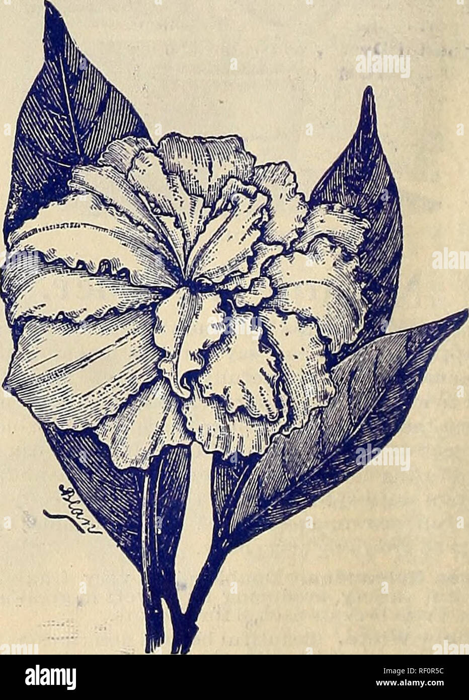 . Rare catalogue de fleurs et fruits de la Floride. Horticulture pépinières (Floride) ; Catalogues Catalogues fleurs ; plantes ornementales, catalogues. OPOPONAX. Opopoi^ax ou Acacia farnesiana M. Fraas a reconnu dans le programme Acacia l'ancienne usine, qui devrait lui donner beaucoup d'intérêt même si ce n'était pas, comme il est, l'une des plus belles plantes de produc- tion. Ses feuilles sont peu aussi délicate et belle que le travail de la dentelle, et dans leurs aisselles apparaissent, dans le plus grand pro- fusion, fleurs en forme de petites boules jaunes, des flous plus délicieux parfum, d'où un délicieux et populaires perfu Banque D'Images