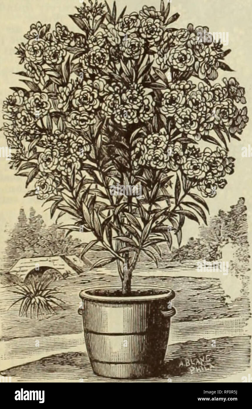 Le Laurier Rose A Fleurs Doubles Photos Le Laurier Rose A