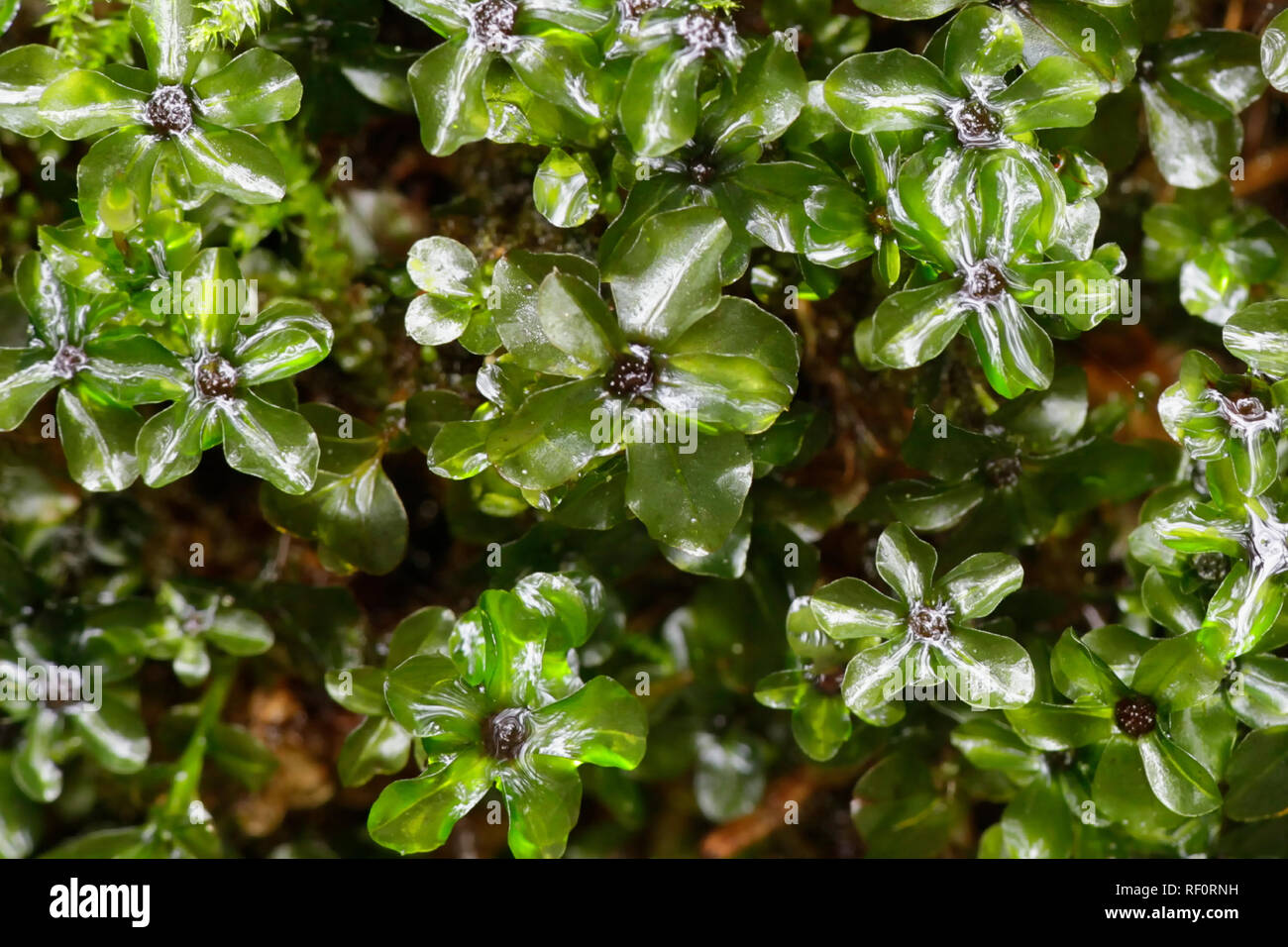 Thym en pointillés-moss ou red Penny Moss, Rhizomnium punctatum Banque D'Images