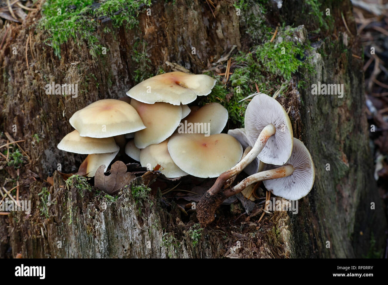 Touffe de conifères, Hypholoma capnoides champignons comestibles, un champignon sauvage de la Finlande Banque D'Images