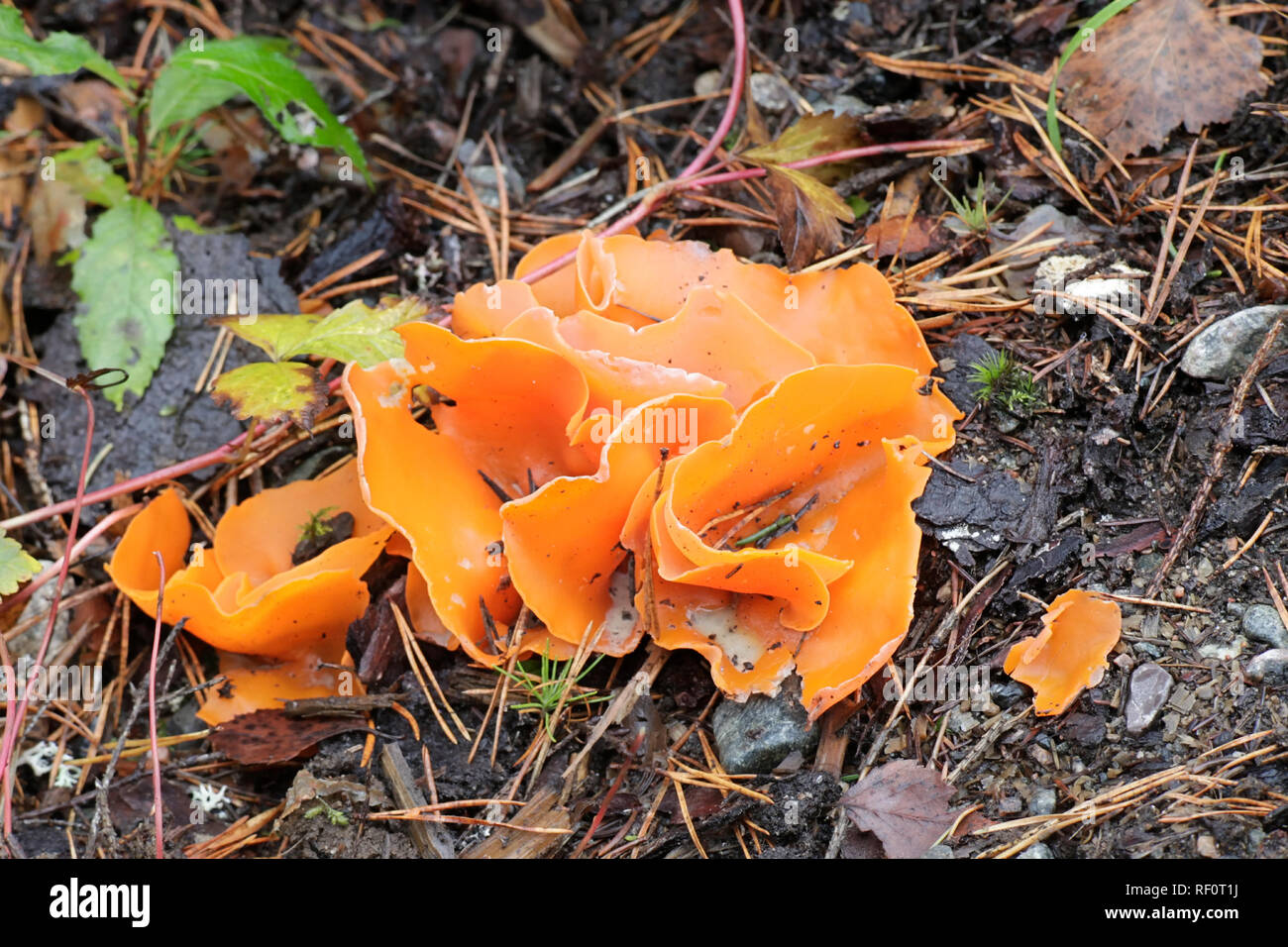 Coupe champignon orange, Aleuria aurantia Banque D'Images