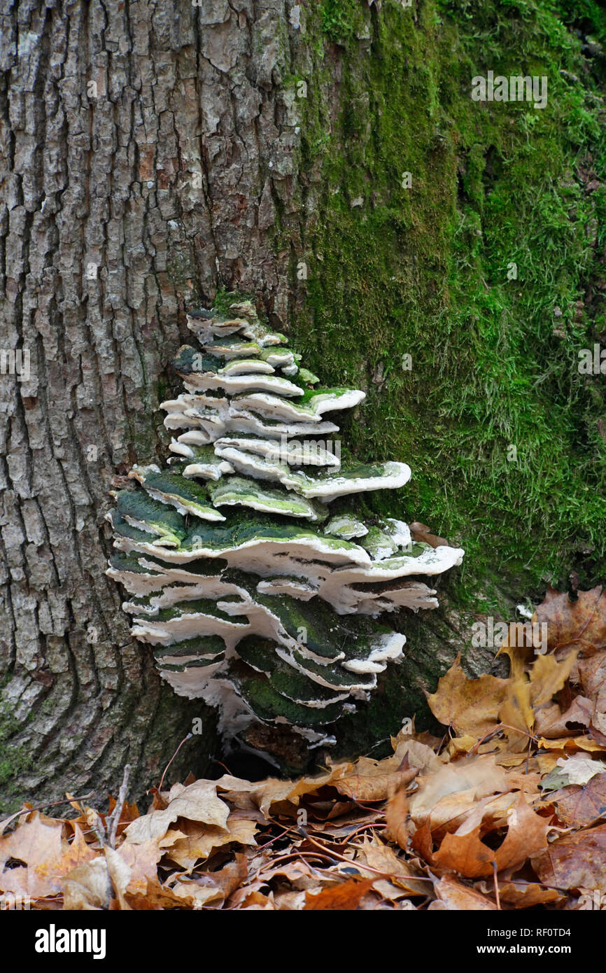 L'érable moussus, polypores Oxyporus populinus Banque D'Images