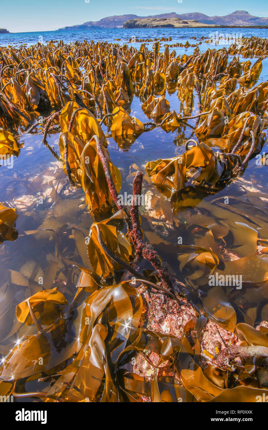 Le Varech Laminaria hyperborea à marée basse sur rocky seashore montrant holdfast Banque D'Images