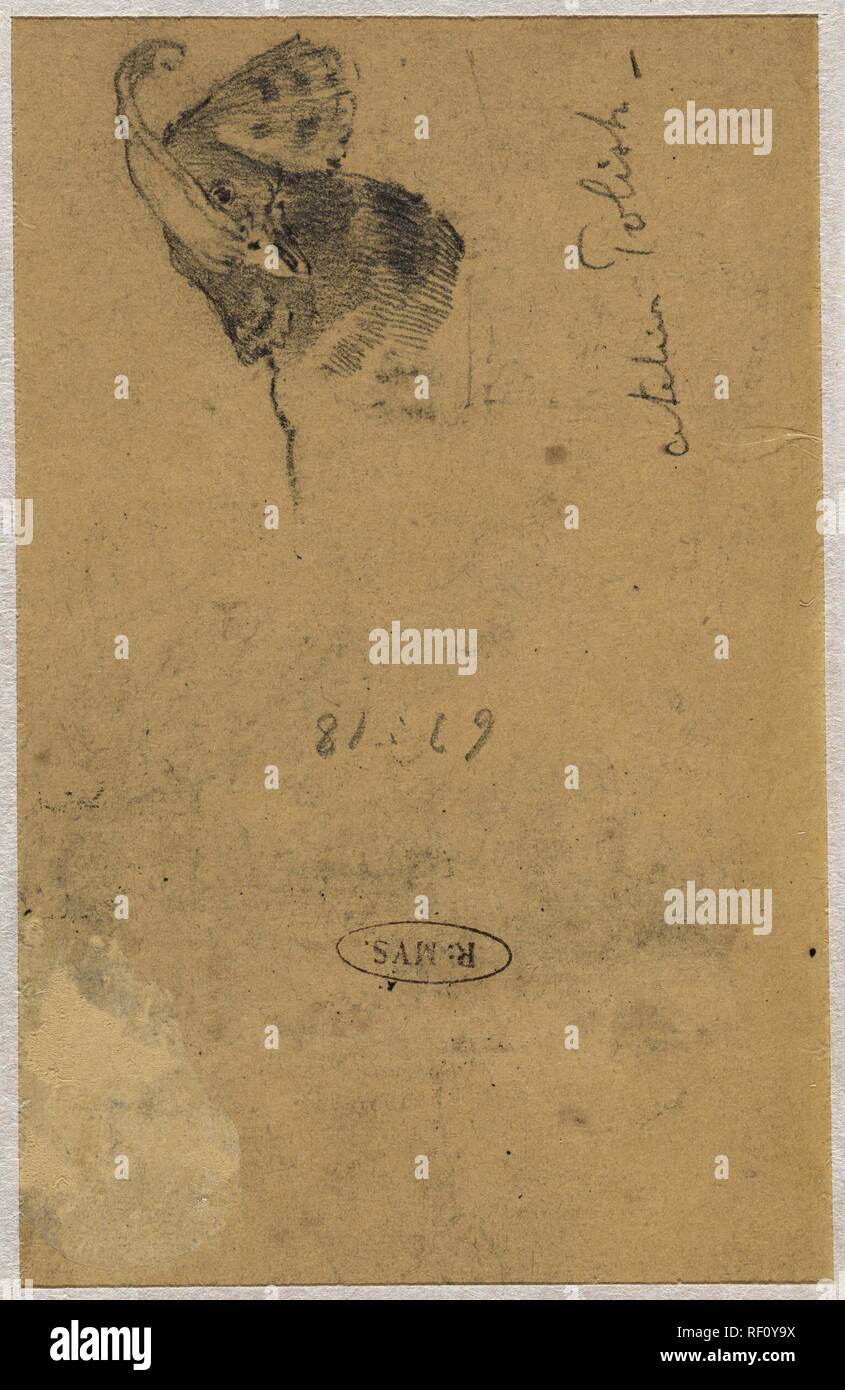 Tête de l'oiseau. Rapporteur pour avis : Adolf le Comte. Dating : 1860 - 1921. Dimensions : H 140 mm × w 94 mm. Musée : Rijksmuseum, Amsterdam. Banque D'Images