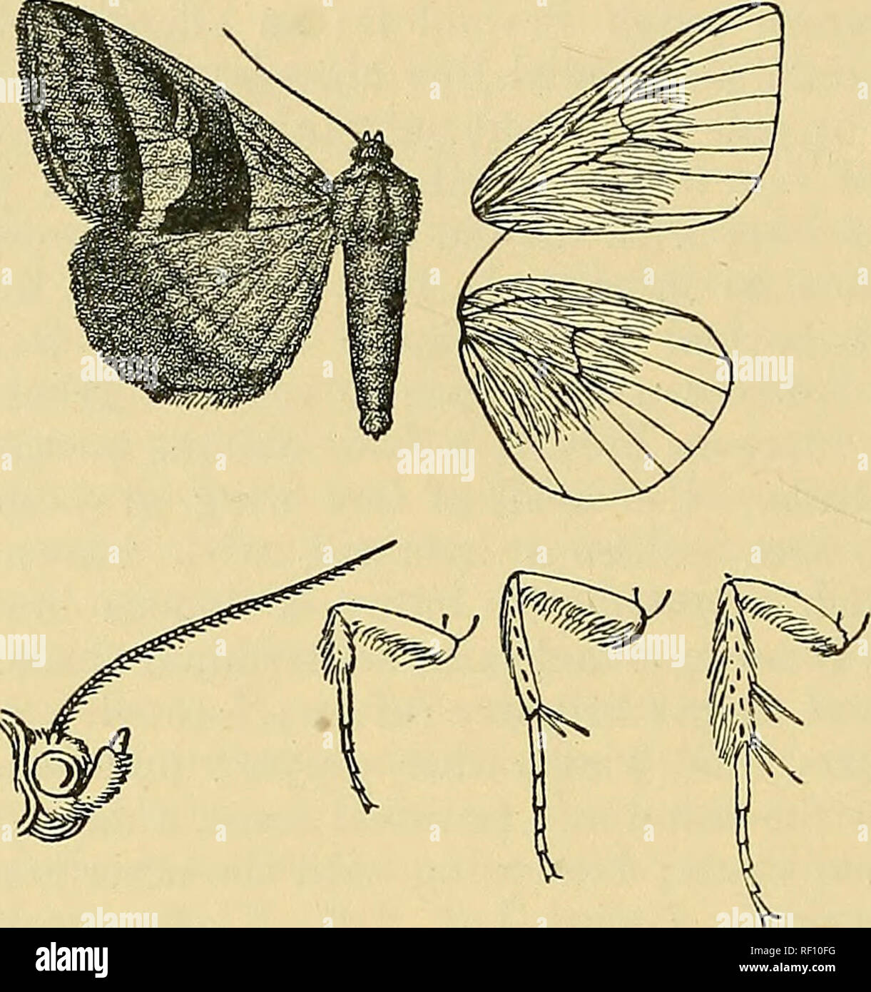 . Catalogue des Lépidoptères… PhalÃ nÃ¦ au British Museum. Les mites. 104 KOCTUID^. suffusion au très indistincte agita brown ligne subterminale sombre avec de légers points sur les veines ; l'termen a teinté de Brown de l'apex à veine 3 ci-dessous ; une légère agita Brown et de la ligne de terminal de ligne faible au milieu de cils. Aile postérieure baigné de gris, brun plus foncé de la région terminale ; une vague post- marron ligne médiale avec légèrement plus pâle au-delà de la bande ; un léger brun. Fig. 28.âMods laxa, c ?. }. Borne line ; cilia à blanchâtre ; conseils le dessous d'un postmedial et diffusée en ligne su.bterm Banque D'Images