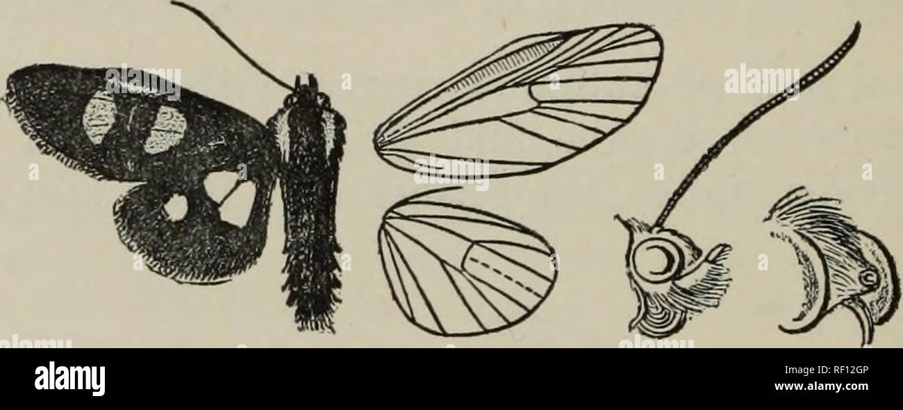. Catalogue of the Lepidoptera Phalaenae au British Museum. British Museum (Natural History). Département de zoologie ; Papillons ; Lepidoptera. 636 AGAEISTID^. spot ci-dessous son extrémité ; une postmedial entre les nervures de la bande 7 et 2 traversée par les veines noires. Ab. 1. lorquini. Aile antérieure avec le postmedial band développé en un patch elliptique. Ab. 2. similis. Aile postérieure avec le marquage jaune pâle. Ab. 3. conjuncta. Les marquages d'aile interstitielle partiellement anastomosé. Hah. Le Canada, la baie d'Hudson, 3 &lt;S, Eocky mts., la Sierra Nevada, Orote Coll., 1 S, en Californie, E, Rouge. (Toronto), 4 •^Ea jo., d 30, 2,36 mi Banque D'Images
