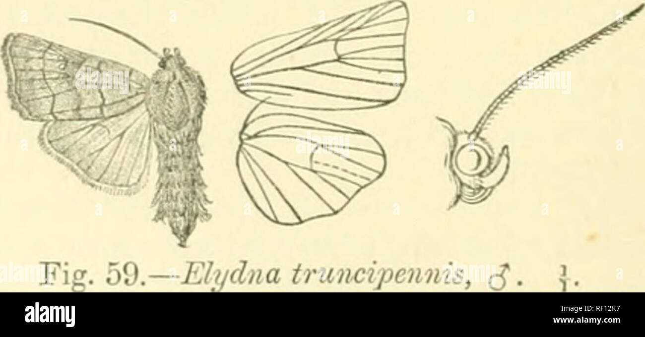 . Catalogue des Lepidoptera Phalaenae au British Museum. Les mites. Fig. 58.-Elt/lineosa ^, ADN. . Tlicn : oblique ligne subterminale indistincte, brun, légèrement incliné vers l'extérieur à l'ordre 7 et excurved au milieu. Aile postérieure brun grisâtre imprégnée par fuscous, la zone apicale ; blanchâtre ; la face inférieure blanchâtre cils imprégnée par fuscous brown, la zone des terminaux plus pâles, une vague ligne subterminale. 5 . Aile postérieure sur le dessous blanchâtre, irrorated avec Brown, une sombre et indistinct postmedial bar discoïde ligne. Hah. Tokio, Japax (jy"ri&lt;'s), 1 d , 12 , Yokohama (Prv^/-), 3 o, 2 5 ; CoREA, Gensan {L Banque D'Images