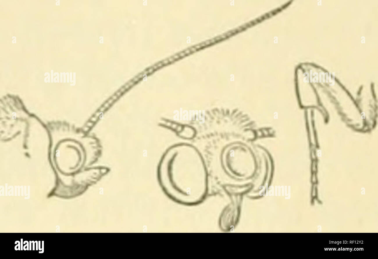 . Catalogue des Lepidoptera Phalaenae au British Museum. Orlticular irregularlj- mites. romided postmedialHne ; plus distinctes, blanchâtres, ohlitjuo de costa à veine ( !, pour excurved ohliqiiely 5 veine, puis une slifrht incurvé ; ligne de terminal sombre et faible ligne pâle à la base des cils. Aile postérieure blanc, les veines brunâtres, la zone terminale .^ Fig. 28.-Stibadium spumosa, (^. . Irrorated et imprégné de couleur brun brun cils ; avec une légère ligne blanchâtre à la base ; dessous blanc, la zone côtière et le large sauf vers irrorated ternien tornus de brun. JIab. États-unis, New York Banque D'Images