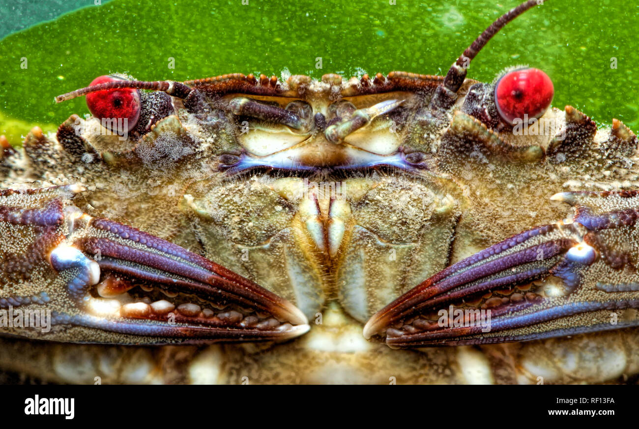 Necora puber Velvet swimming crab head voir les yeux rouges et les griffes Banque D'Images