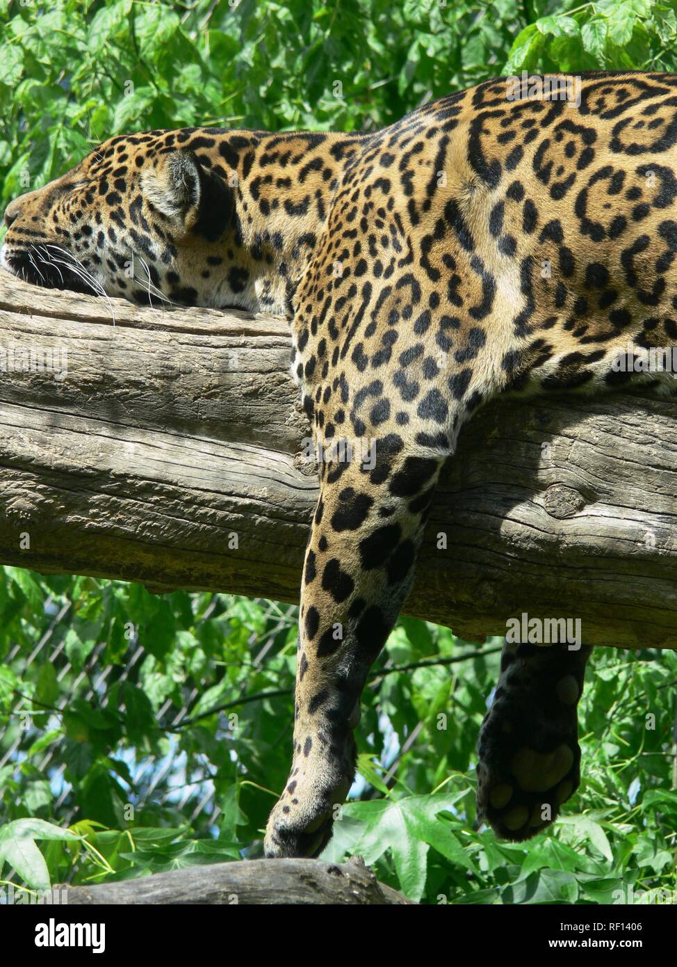 Leopard majestueux se reposant dans un arbre après un combat à South Luangwa NP, Zambie, Afrique Banque D'Images