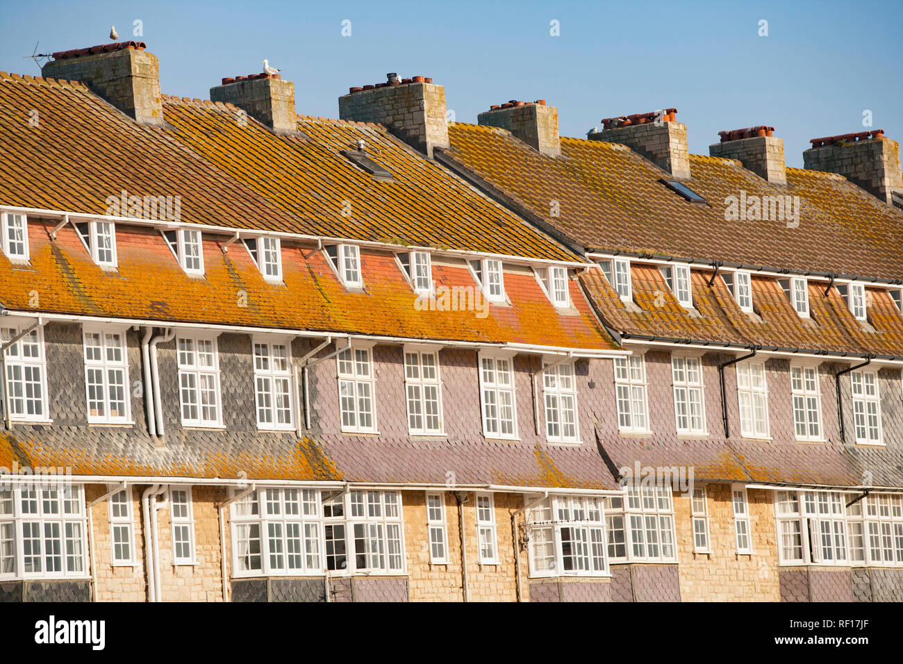 Maisons donnant sur West Bay Harbour avec lichen jaune qui poussent sur eux. Baie ouest Dorset England UK GO Banque D'Images
