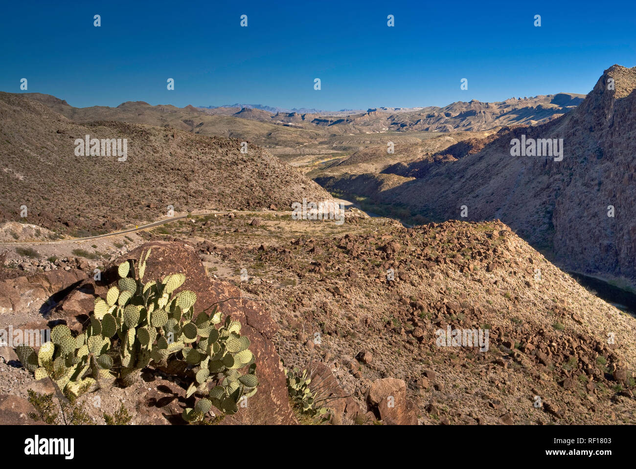Cactus sur Rio Grande à Madera Canyon sur la route de la rivière, Désert de Chihuahuan à Big Bend Ranch State Park, Texas, États-Unis Banque D'Images