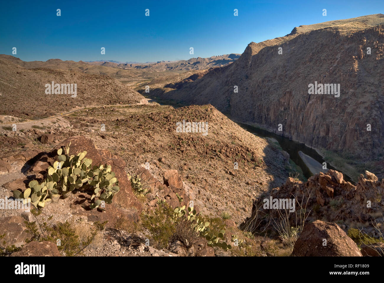 Cactus sur Rio Grande à Madera Canyon sur la route de la rivière, Désert de Chihuahuan à Big Bend Ranch State Park, Texas, États-Unis Banque D'Images