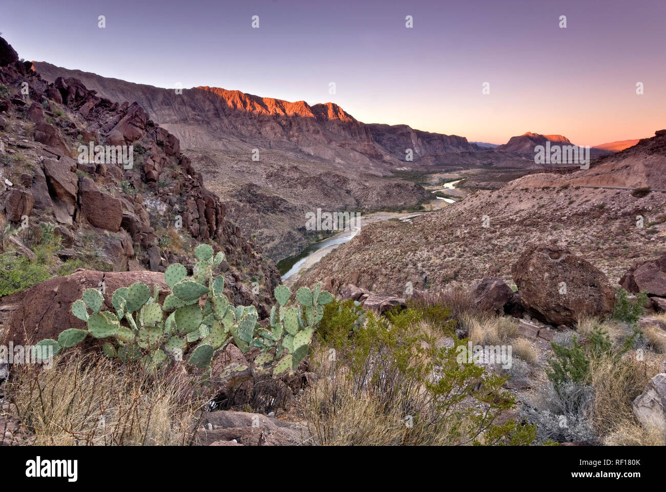 Cactus sur Rio Grande dans le Colorado Canyon sur la route de la rivière, Désert de Chihuahuan, dans la région de Big Bend Ranch State Park, Texas, États-Unis Banque D'Images