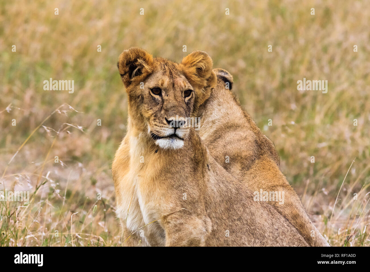 Petit lion dans la savane. Le Masai Mara, Kenya Banque D'Images