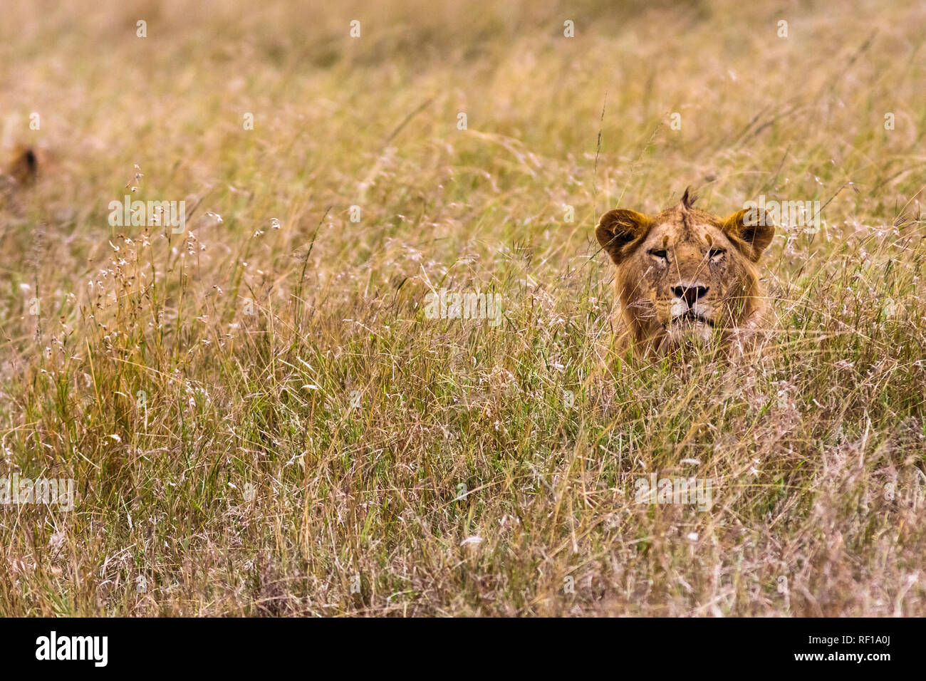 Le lion se repose dans l'herbe épaisse. Le Kenya, l'Afrique Banque D'Images