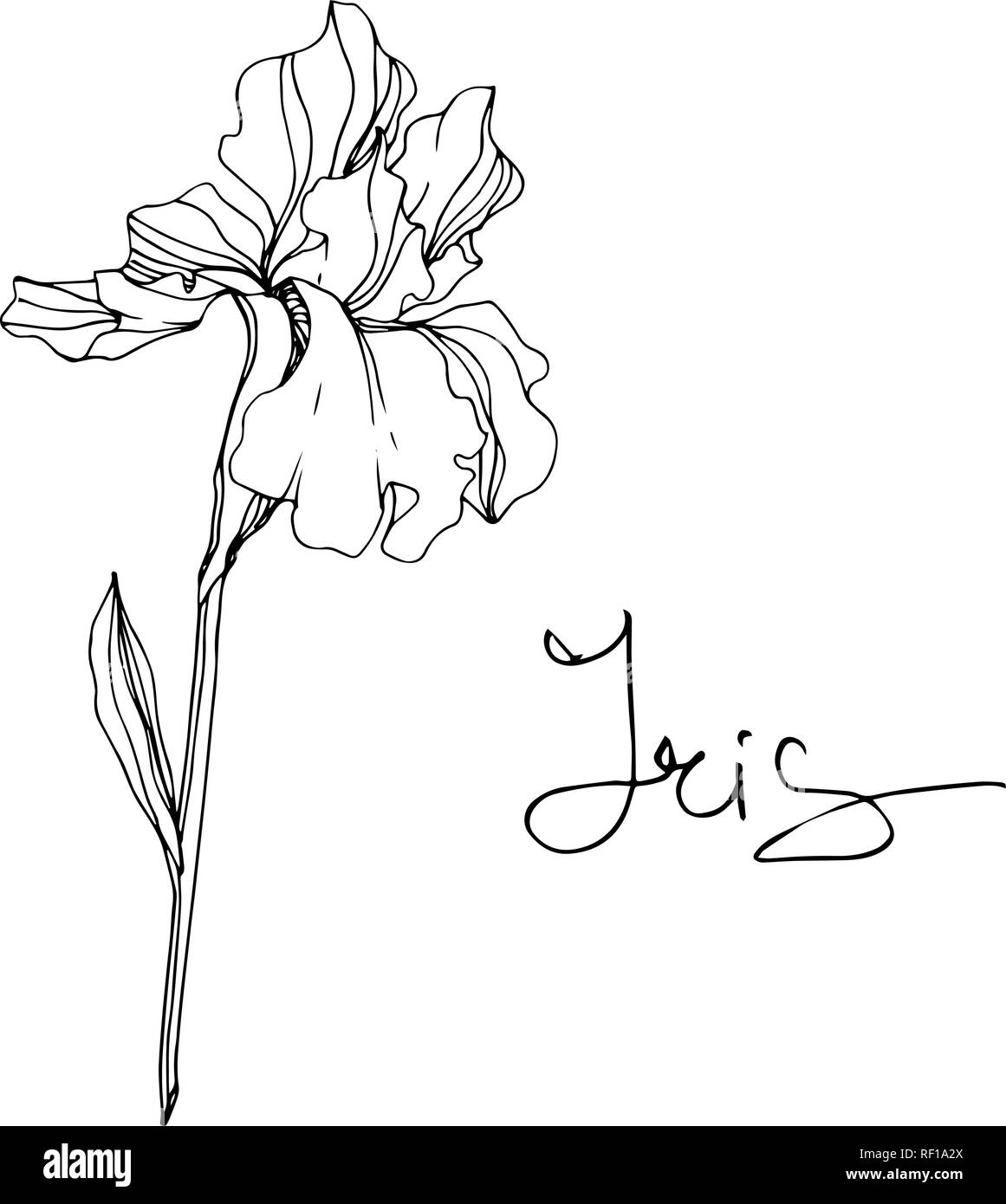 Vector floral fleur Iris botaniques. Lame de ressort sauvages isolés de fleurs sauvages. Gravée en noir et blanc L'art d'encre iris isolés de l'élément d'illustration. Illustration de Vecteur