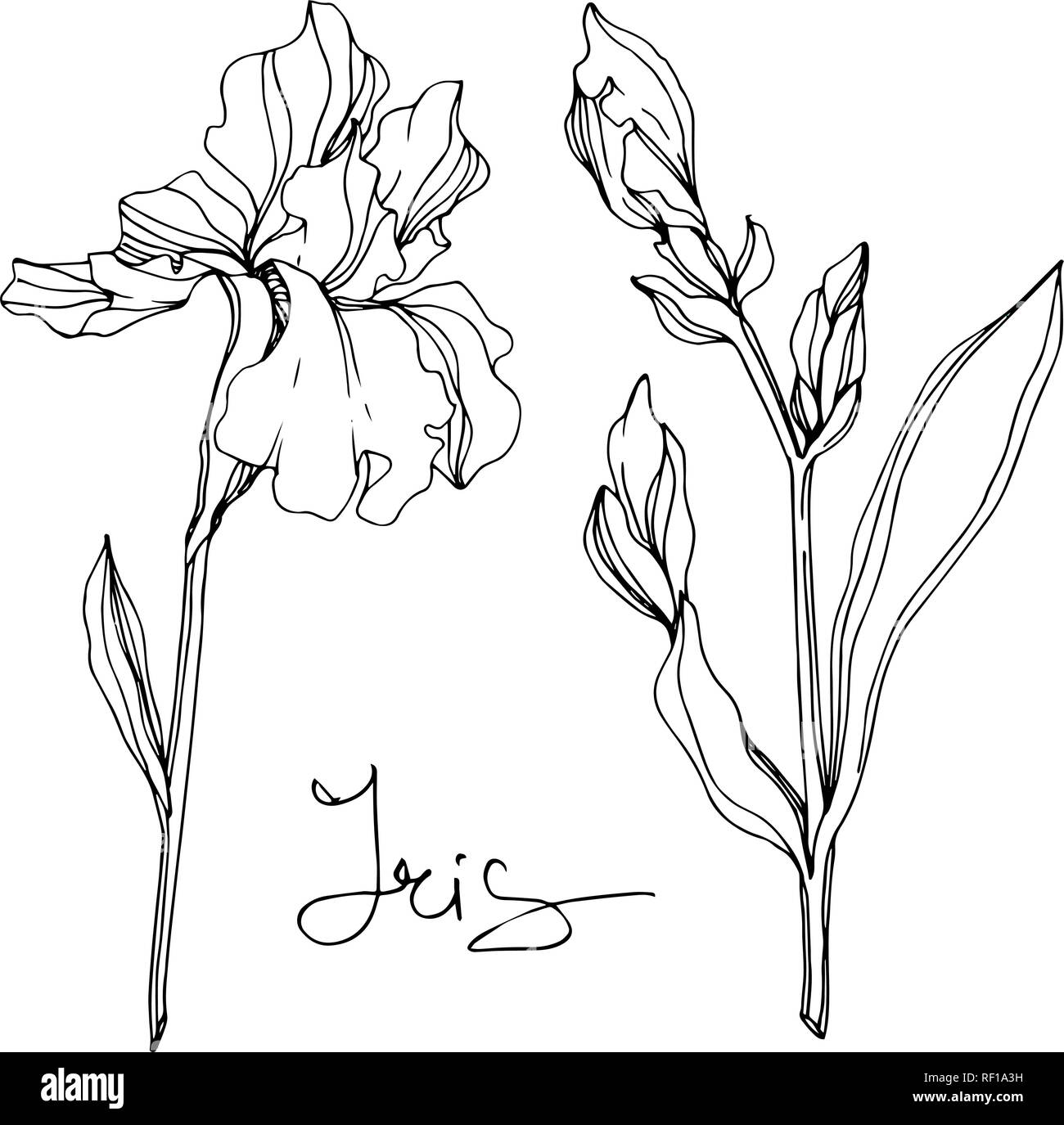 Vector floral fleur Iris botaniques. Lame de ressort sauvages isolés de fleurs sauvages. Gravée en noir et blanc L'art d'encre iris isolés de l'élément d'illustration. Illustration de Vecteur