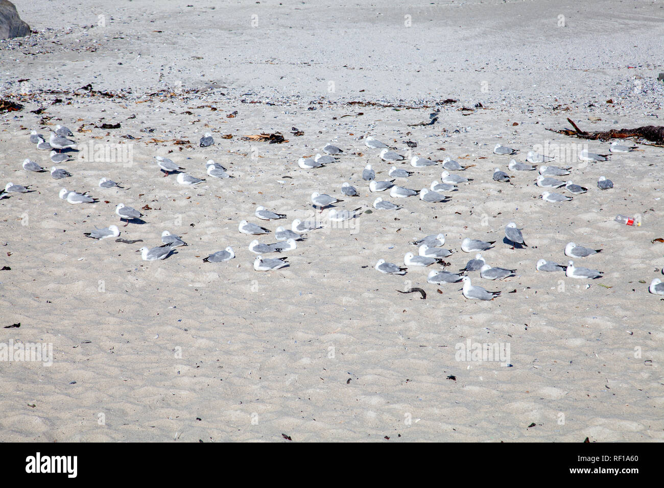 Les mouettes se la chaleur du sable de plage à Sea Point, Cape Town - Afrique du Sud Banque D'Images