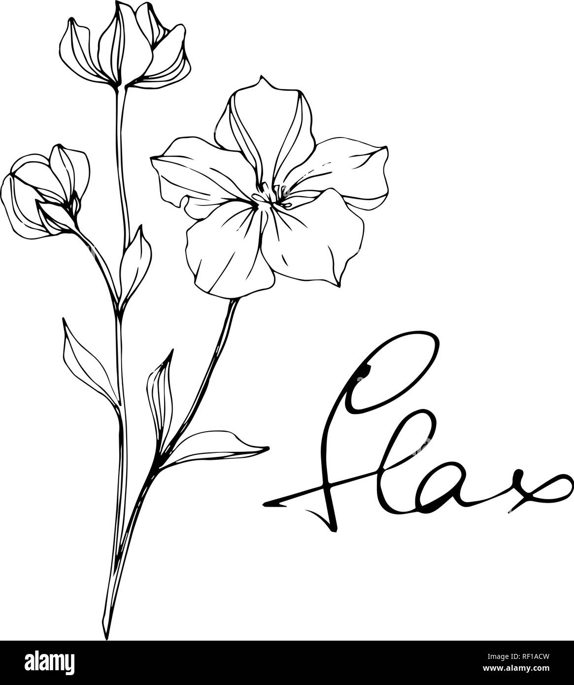 Vector floral fleur de lin botanique. Lame de ressort sauvages isolés de fleurs sauvages. Gravée en noir et blanc L'art d'illustration de lin isolés élément. Illustration de Vecteur