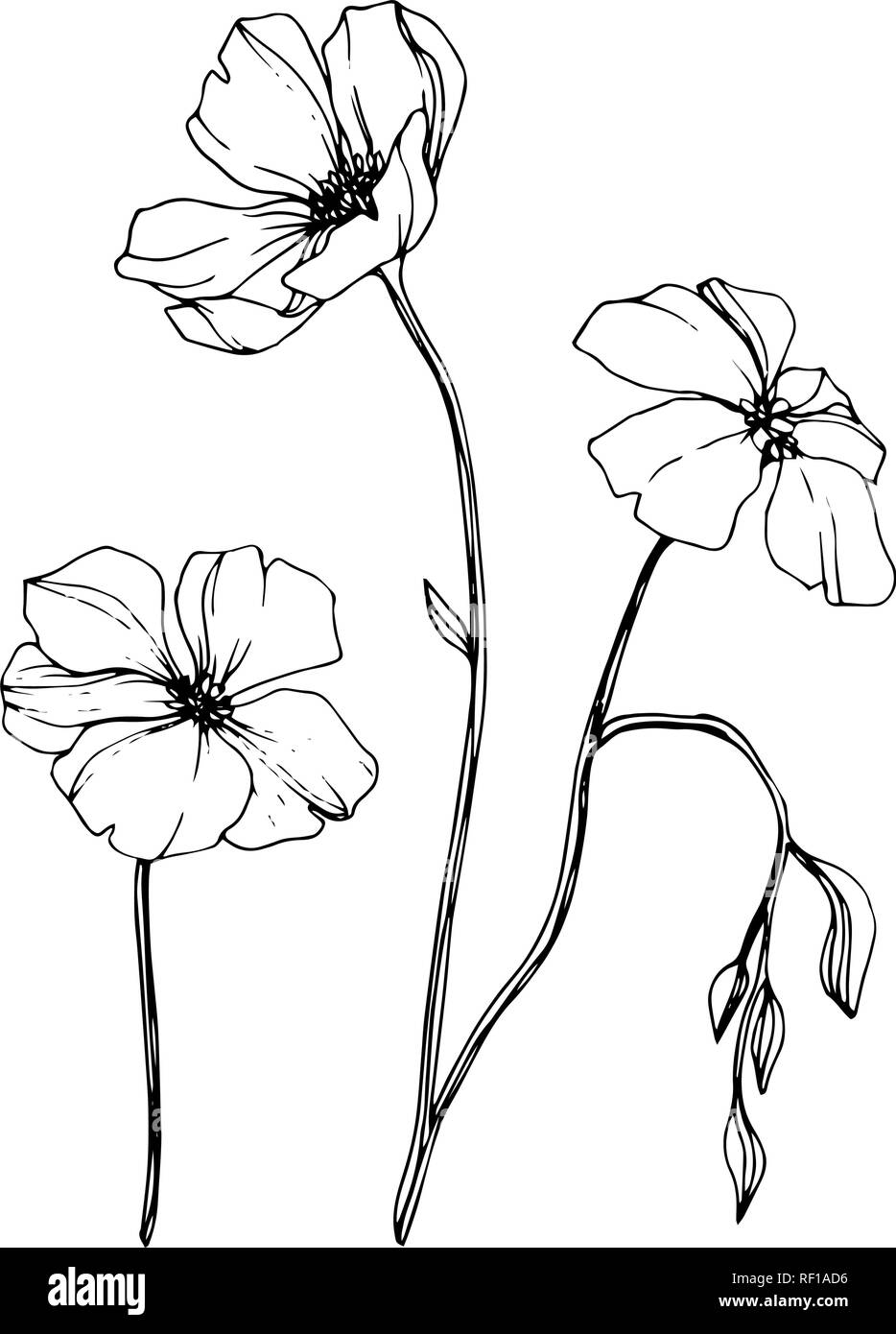 Vector floral fleur de lin botanique. Lame de ressort sauvages isolés de fleurs sauvages. Gravée en noir et blanc L'art d'illustration de lin isolés élément. Illustration de Vecteur