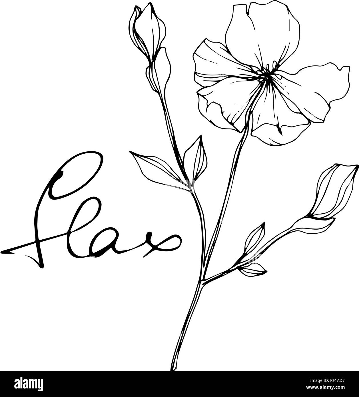 Vector floral fleur de lin botanique. Lame de ressort sauvages isolés de fleurs sauvages. Gravée en noir et blanc L'art d'illustration de lin isolés élément. Illustration de Vecteur