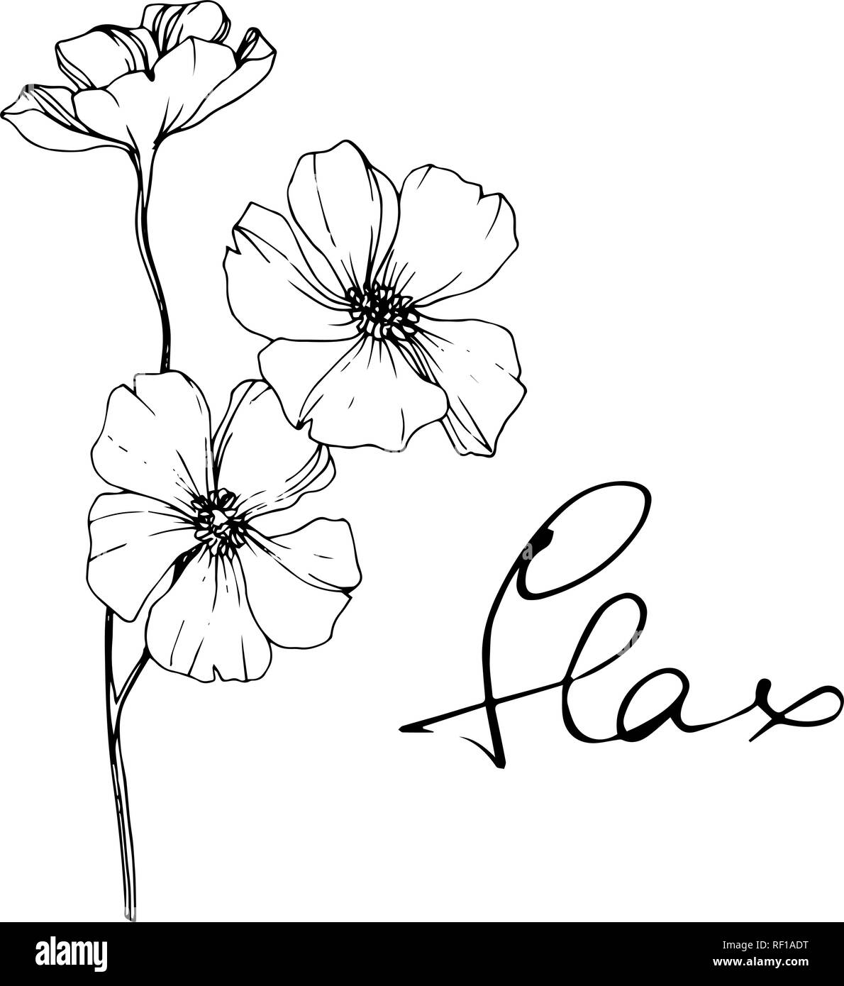 Vector floral fleur de lin botanique. Lame de ressort sauvages isolés de fleurs sauvages. Gravée en noir et blanc L'art d'illustration de lin isolés élément. Illustration de Vecteur