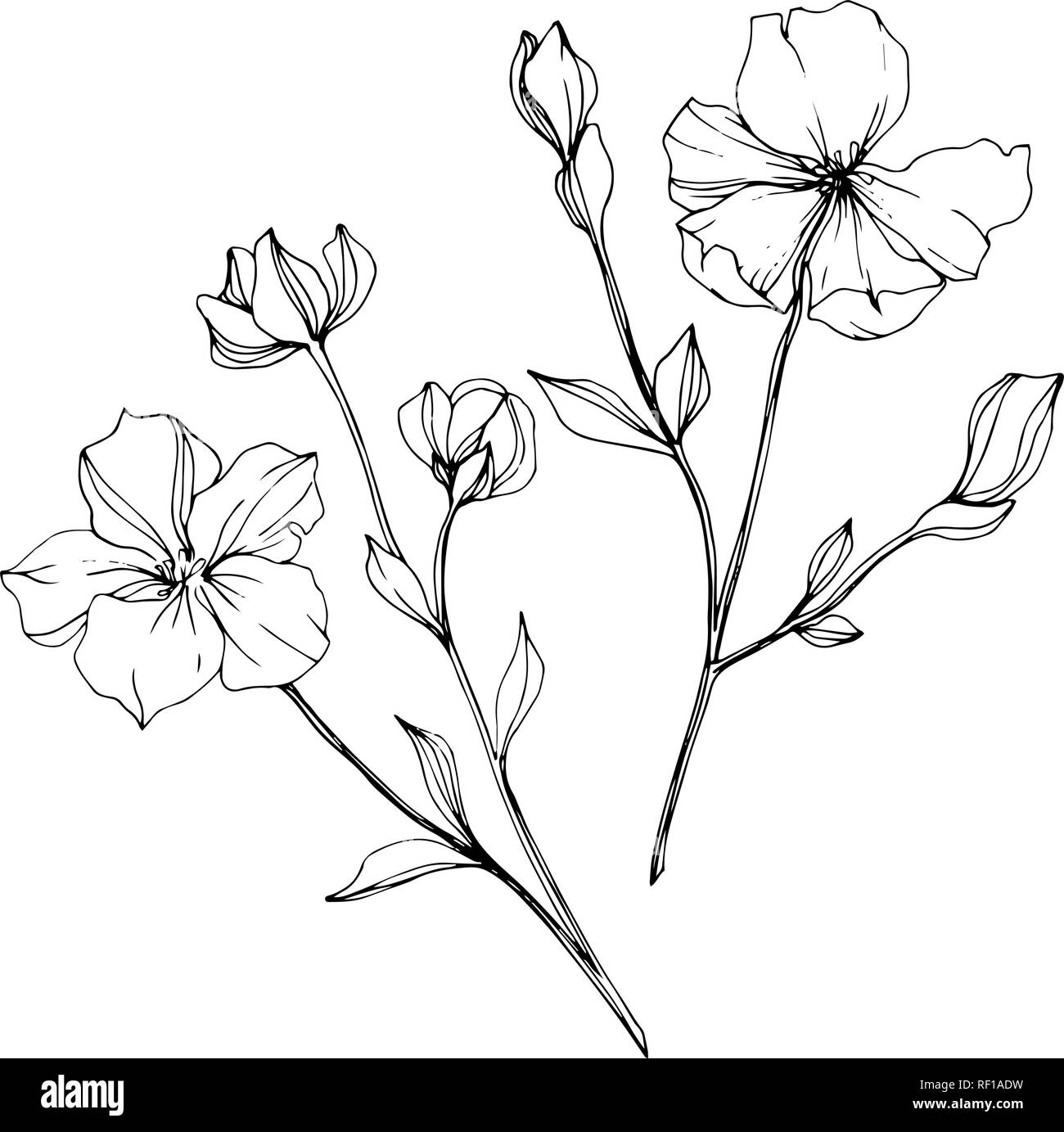 Vector floral fleur de lin botanique. Lame de ressort sauvages isolés de fleurs sauvages. Gravée en noir et blanc L'art d'illustration de lin isolés élément. Illustration de Vecteur