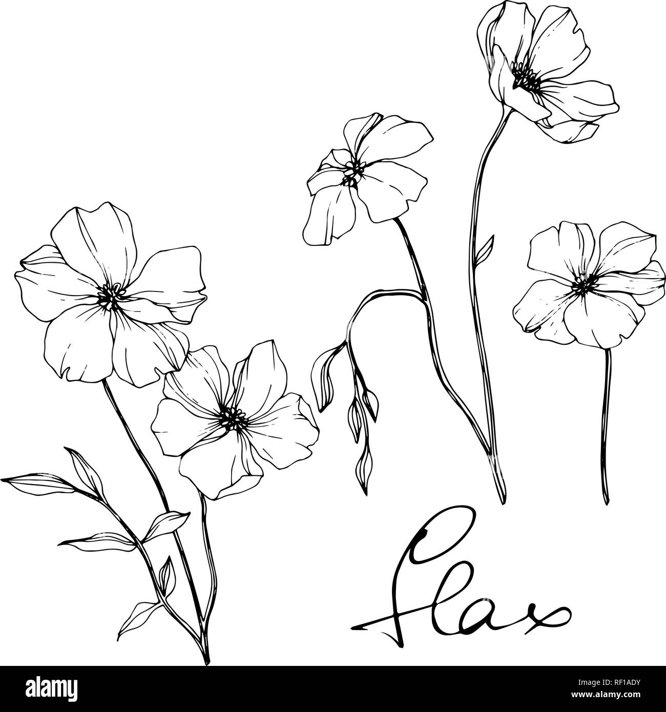 Vector floral fleur de lin botanique. Lame de ressort sauvages isolés de fleurs sauvages. Gravée en noir et blanc L'art d'illustration de lin isolés élément. Illustration de Vecteur